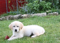 Gordon